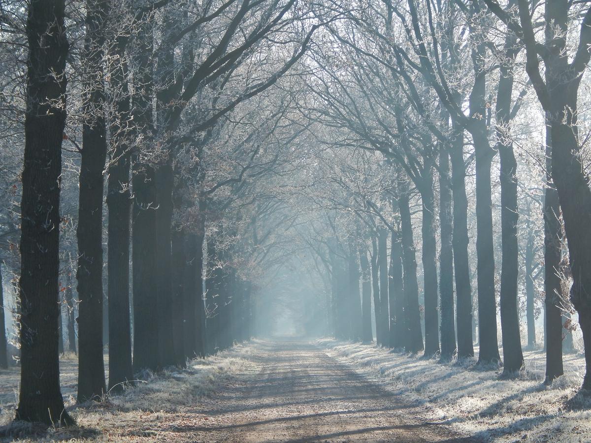 Johannesberg * Oldebroek
